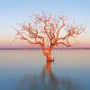 Cooper Creek & Coongie Lakes in Outback Australia Book by famous Australian photographer Pete Dobre - Page 42