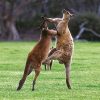 Kangaroo Island South Australia Book by famous Australian photographer Pete Dobre