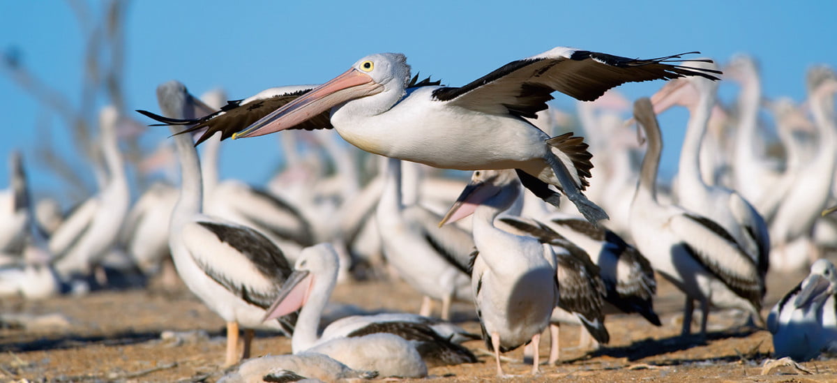 Image result for australia pelicans