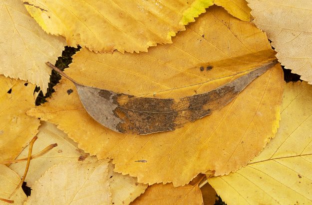 Dead leaf in Autumn
