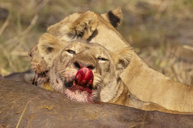 blood on lions tounge