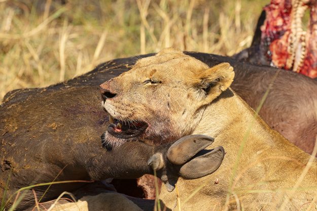 lion resting head on buffalo head