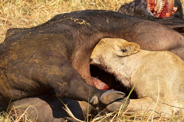 lion's head inside buffalo stomach