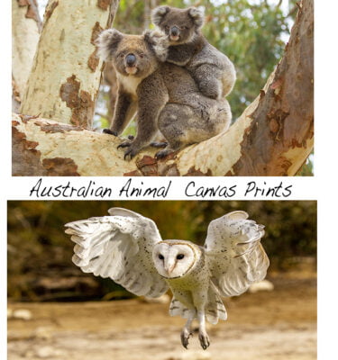 Australian Animal Canvas Prints