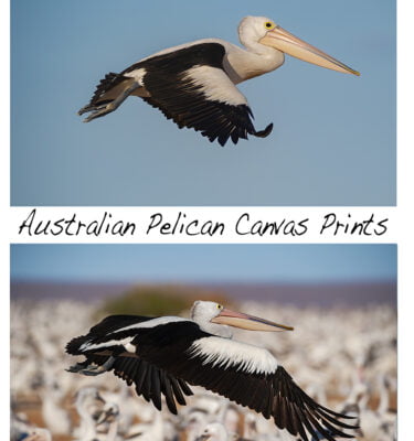 Australian Pelican Canvas Prints