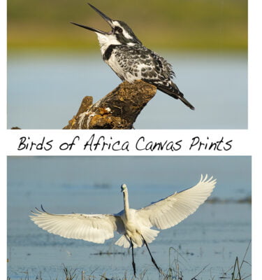 Canvas Birds of Africa