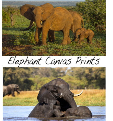 African Elephant Canvas Prints