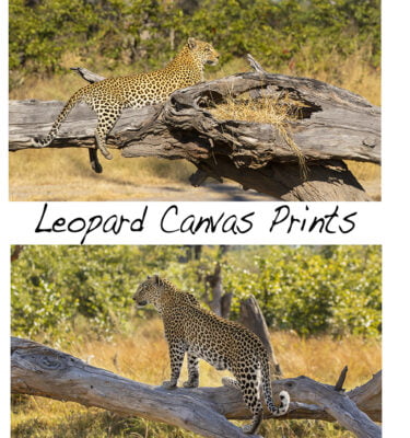 Leopard Canvas Prints