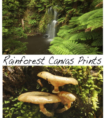 Rainforest Canvas Prints