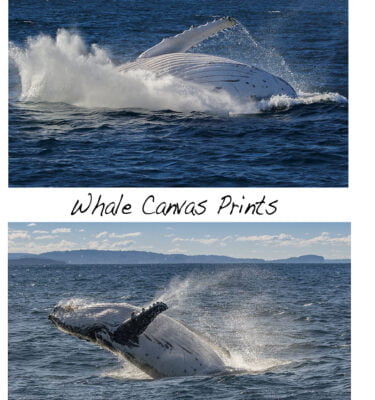 Wall Canvas Whales
