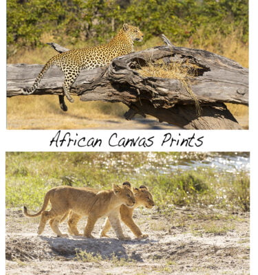 African Canvas Prints