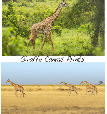 Giraffe Canvas Prints